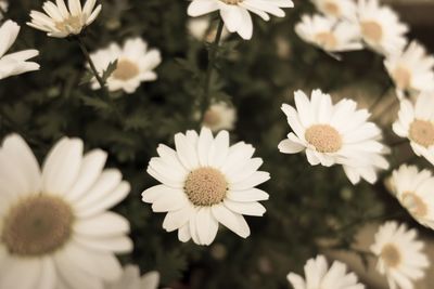 Close-up of white daisy blooming outdoors