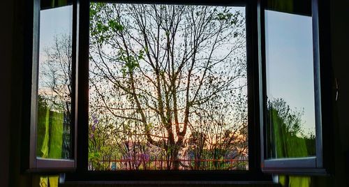 Close-up of bare tree in window