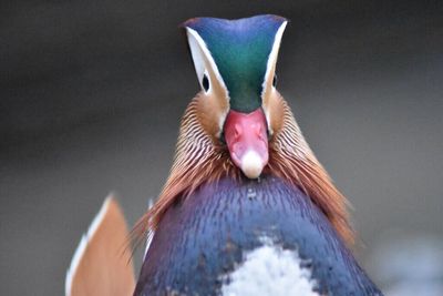 Close-up of an animal