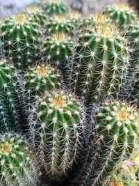 High angle view of cactus growing on field