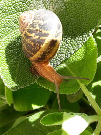 Close-up of snail on leaf