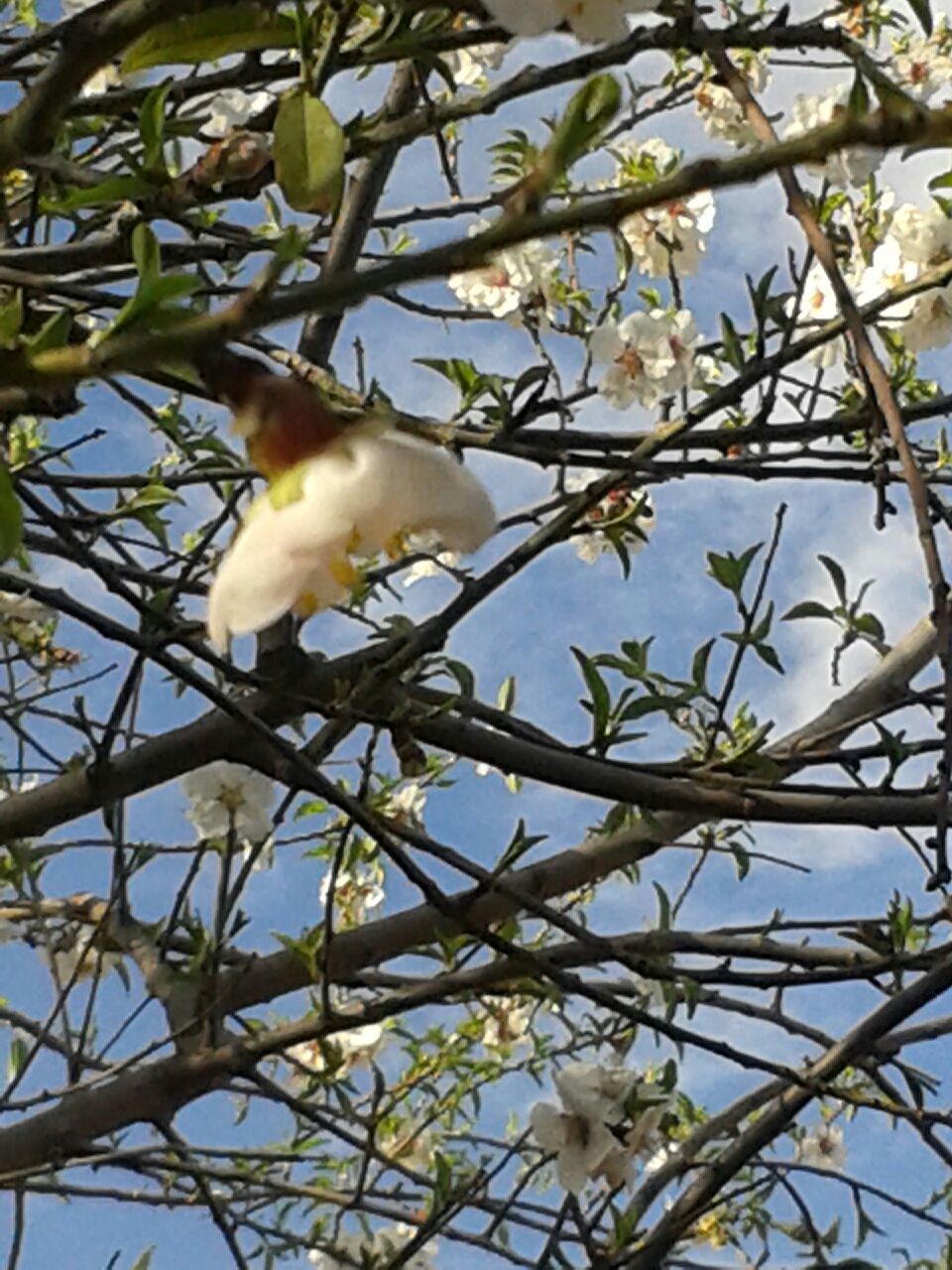 low angle view, flower, branch, tree, white color, growth, bird, animal themes, nature, freshness, beauty in nature, wildlife, animals in the wild, fragility, one animal, blossom, sky, day, outdoors, white