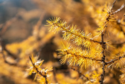 Golden pine leaves of autumn