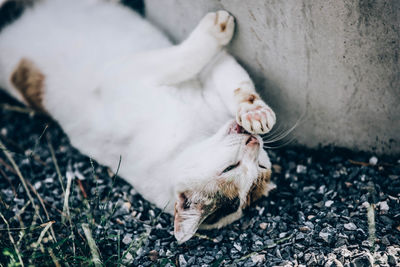 High angle view of cat lying on land