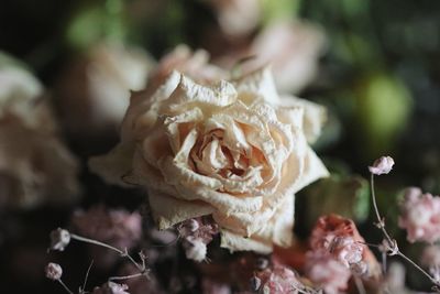 Close-up of rose plant