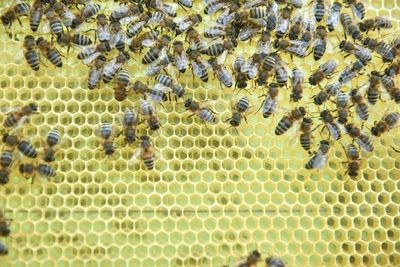 Detail shot of bee on leaf