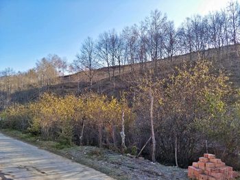 Bare trees by plants against sky