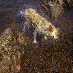 High angle view of dog on rock