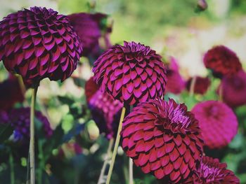 Close-up of fresh purple flowers in park