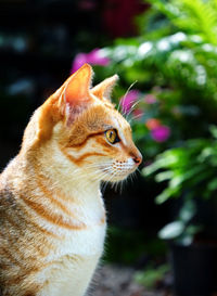 Close-up of cat looking away while sitting against plants