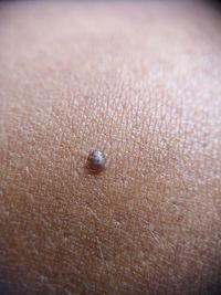 Close-up of ladybug on human hand