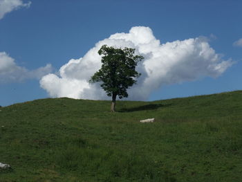 Tree on landscape against sky