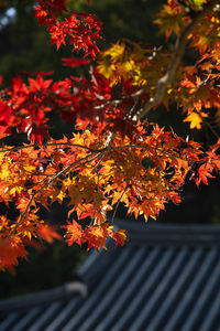 Close-up of maple leaves on tree