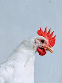 Close-up of rooster against wall