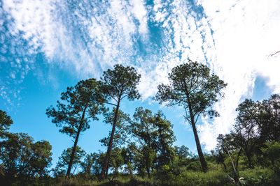 Low angle view of trees against sky