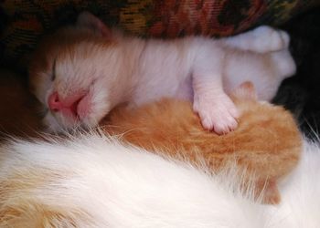 Close-up of cat relaxing