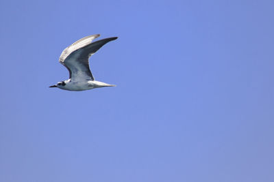 Low angle view of seagull flying in sky