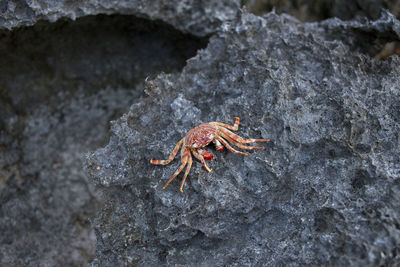 High angle view of crab on rock