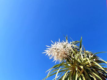 Low angle view of plant against clear blue sky
