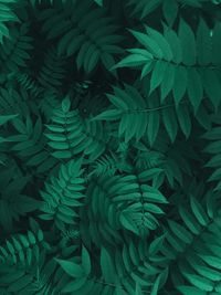 Full frame shot of fern leaves