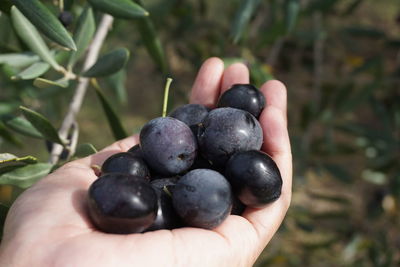 Close-up of hand holding fruits