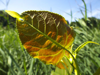 Close-up of plant against sky
