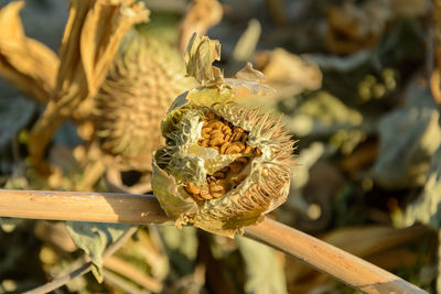 Close-up of bug on flower