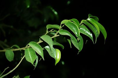 Close-up of raindrops on leaves