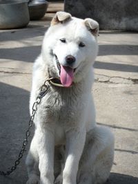 Portrait of white dog sticking out tongue on footpath