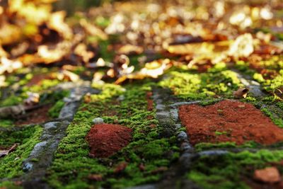 Close-up of moss on rock