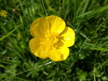 Close-up of yellow flower