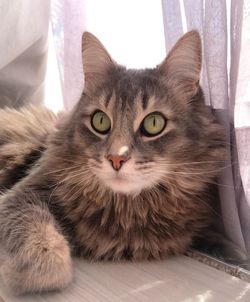 Close-up portrait of cat relaxing at home