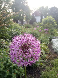 Close-up of purple flowers blooming outdoors