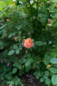 Close-up of flowers blooming outdoors