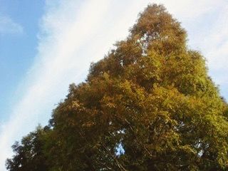 Low angle view of trees against sky