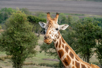 Giraffe eating grass in the wild