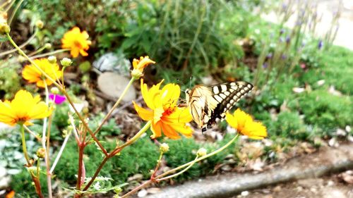 Close-up of butterfly pollinating on yellow flower