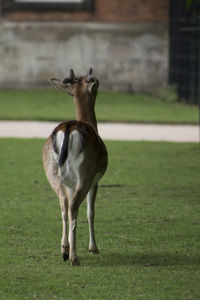 Deer standing on field