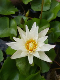 Close-up of white water lily