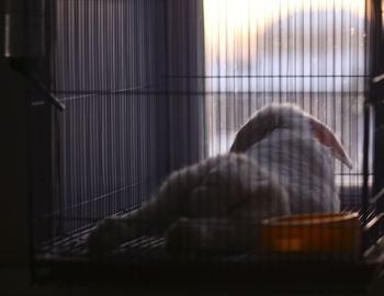 View of a cat sleeping in window