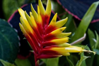 Close-up of yellow flowering plant