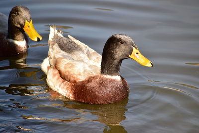 Duck swimming in a lake