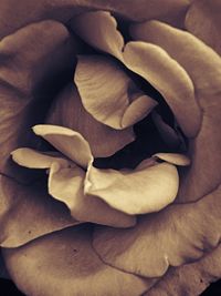 Full frame shot of white flower