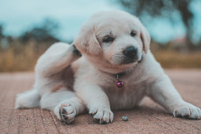 Portrait of cute puppy relaxing outdoors