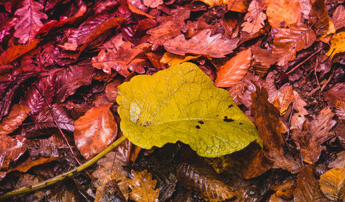 Full frame shot of autumn leaves