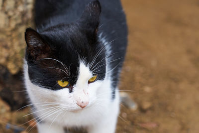 Close-up portrait of a cat