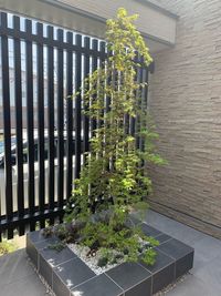 Plants growing by building