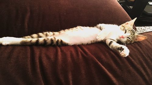 High angle view of cat sleeping on sofa
