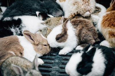 A group of rabbits are together