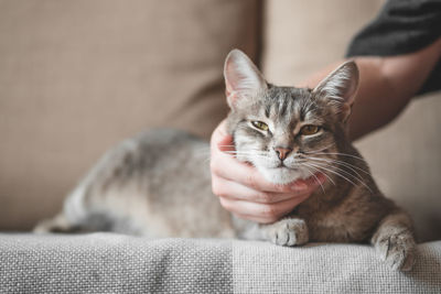 Midsection of person with cat relaxing on hand